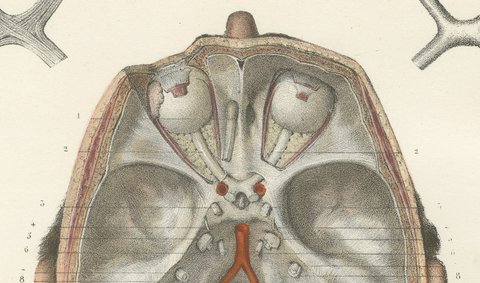 The Olfactory Nerves and Optic Chiasm, Antique Hirschfeld Anatomy Print, 1866, view 3