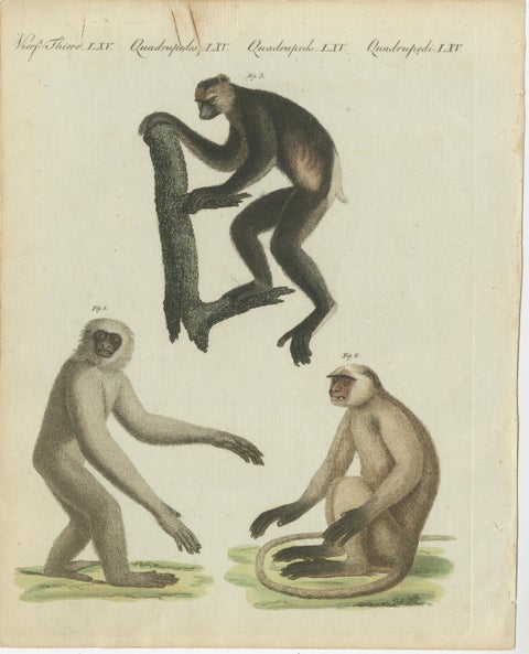 Original Antique Print with Three Monkeys Including the Indri, view 2