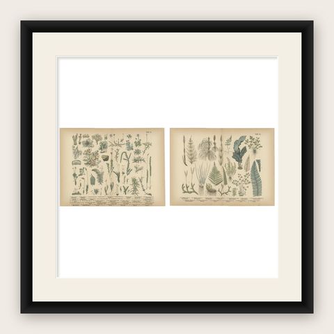 Antique Botanical Atlas Plates, Hand-Colored Wood Engravings, 1885, shown framed