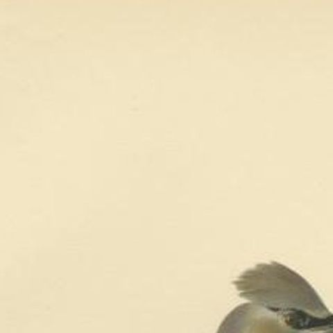 Antique Bird Print of the Bohemian Waxwing by Von Wright, 1927, close-up 1