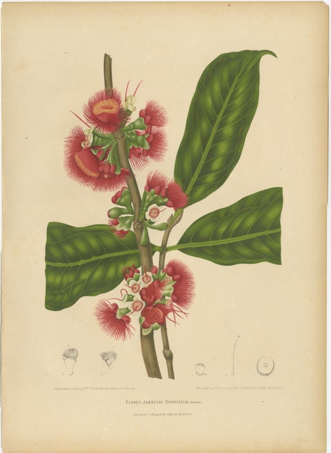 Antique Wax Apple Blossom Botanical Chromolithograph by Hoola van Nooten, c.1880
