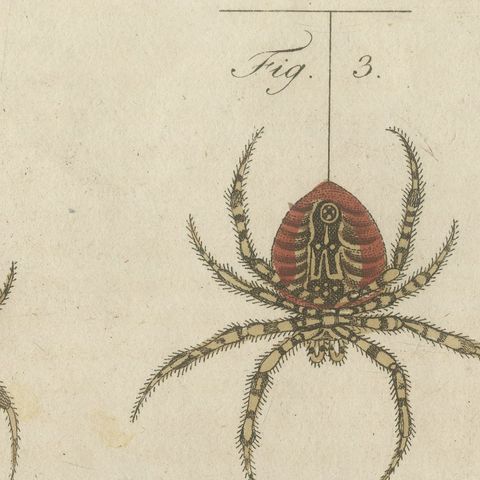 Garden Spider with Magnified Fangs, Antique Bertuch Print, circa 1805, close-up 5