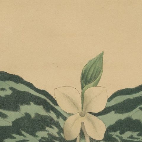 Antique Botanical Print of a Gesneria species, close-up 1