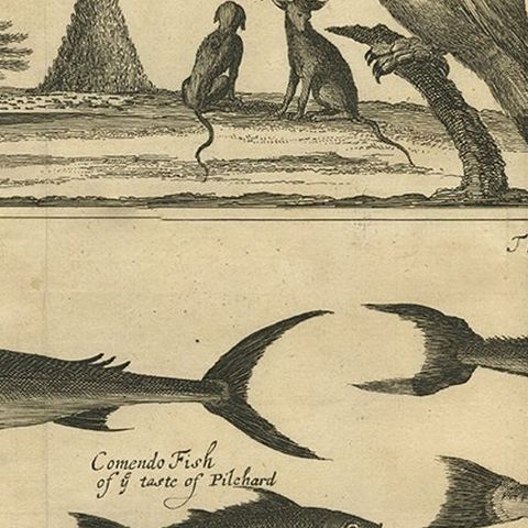Antique Print of Dogs of the Goldcoast and Guinea Gulf Birds and Fish, 1744, close-up 2