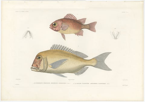 Hand-Colored Print of Soldierfish and Bluefin Seabream, Paris 1846, view 2