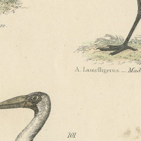 Old Bird Print of The Tufted Umbre, Madagascar Open Bill and Milky Ibis, c.1860, close-up 2