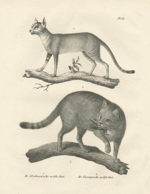 19th-Century Lithograph of the African and European Wild Cats in Natural Poses, close-up 5