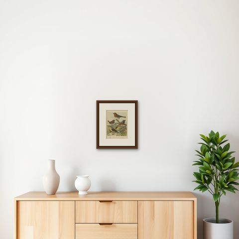 Antique Bird Print of the Robin, Wren, Redstart and Wheatear, circa 1880, shown framed on a wall