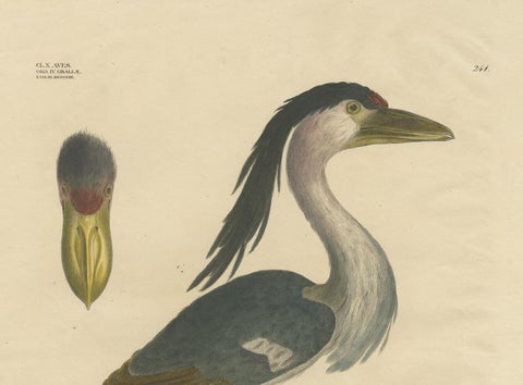 Antique Bird Print of the Boat-Billed Heron by Goldfuss, circa 1824, view 3