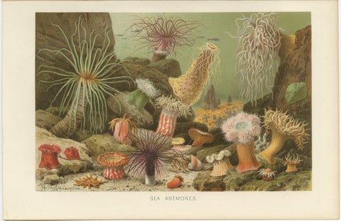 Sea Anemones, Colorful Marine Invertebrates, Royal Natural History, 1896, view 2