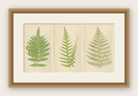 Antique Hand-Colored Fern Prints - Didymochlaena, Aspidium - 19th Century, shown framed