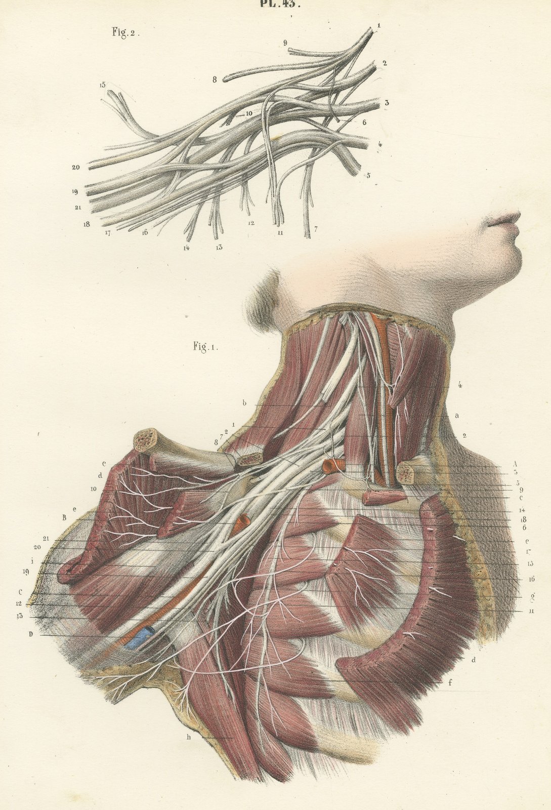 The Brachial Plexus, Antique Hirschfeld Anatomy Print, 1866