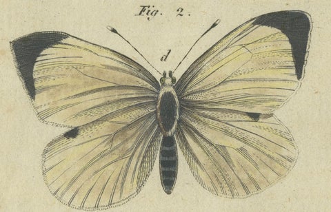 Beautiful 1805 Hand-Colored Engraving of Butterfly Life Cycle from Bertuch, close-up 3