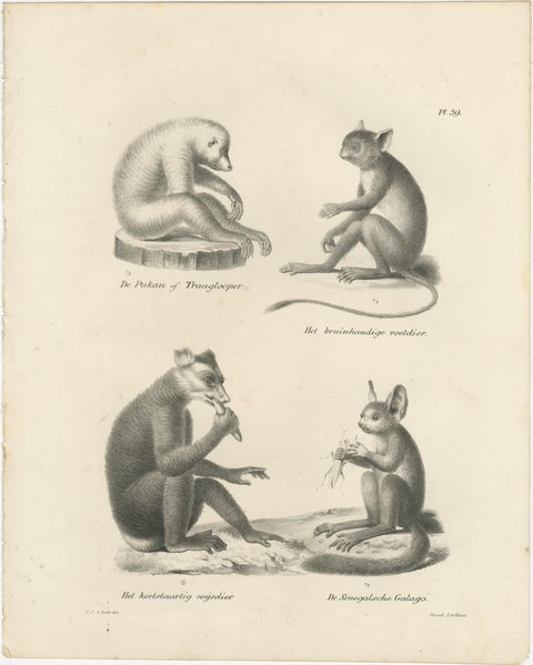 Sloth, Galago, and Lemur Species, Lithographs by C. Last, 1836, Natural History, view 2