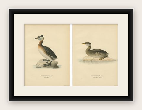 Antique Great Crested Grebe Bird Lithographs Set of 2, Podiceps - 1929, shown framed