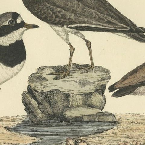 Large Engravings of Plovers in Contrast - Age and Species, 1826, close-up 5