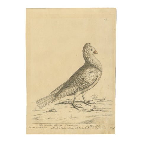 Antique Bird Print of a White Jacobin Pigeon, Hand-colored in 1740