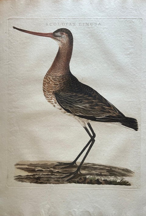 Scolopax Limosa, Antique Black-Tailed Godwit Print by Nozeman & Sepp, 1809, view 3