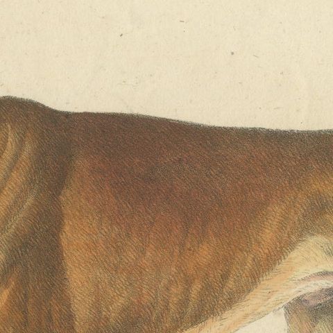 Antique English Mastiff Dog Lithograph by Karl Joseph Brodtmann, 1816, close-up 5