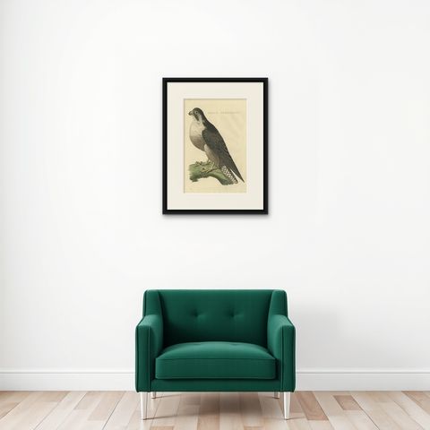 Antique Bird Print of The Peregrine Falcon by Sepp & Nozeman, 1829, shown framed on a wall