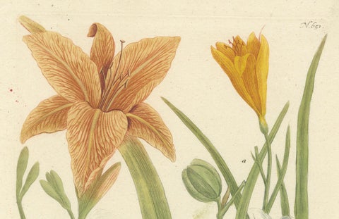 Hand-colored Mezzotint Engraving of a Lily from Johann Weinmann's Work, 1748, close-up 4