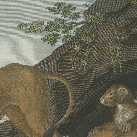 Antique Print of a Lion, Lioness and Lion Cubs, close-up 2