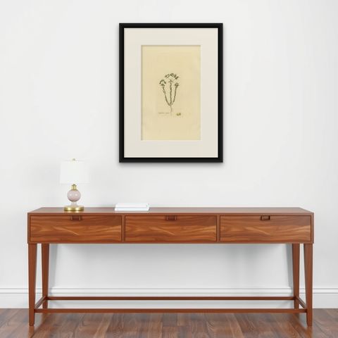 Antique Botany Print of Euphorbia Exigua by Curtis, circa 1817, shown framed on a wall