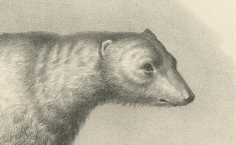 The Polar Bear from 'The Mammals' Natural History Lithographs, Published in 1836, close-up 2