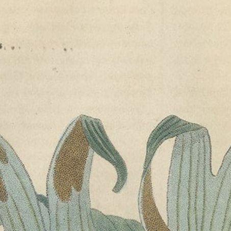 The Golden Leather Fern - An Antique Masterpiece of Botanical Illustration, 1845, close-up 4
