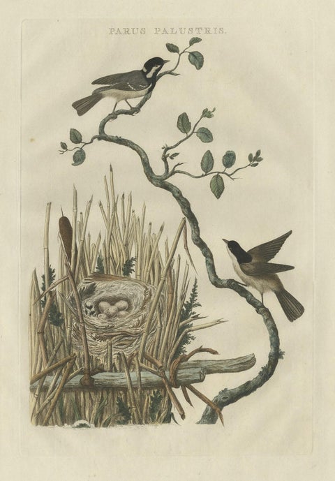 Original Hand-Colored Bird Print of the Marsh Tit with Nest and Eggs, 1770, close-up 1