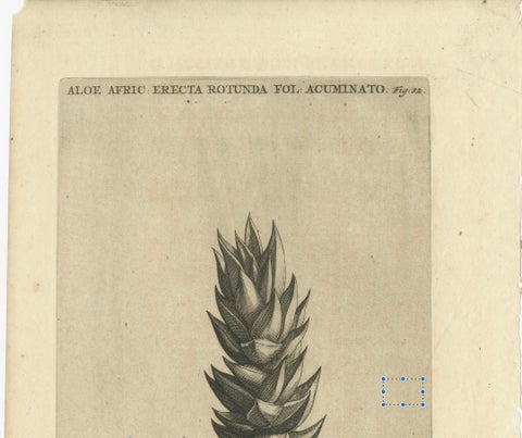 Botanical Engraving of Aloe Afric Erecta from Caspar Commelin's Work, 1706, close-up 3