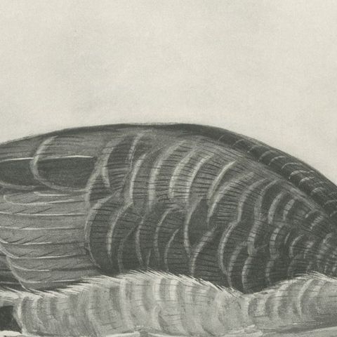 Brent Goose, Antique Bird Print after Lilian Medland, circa 1909, close-up 2