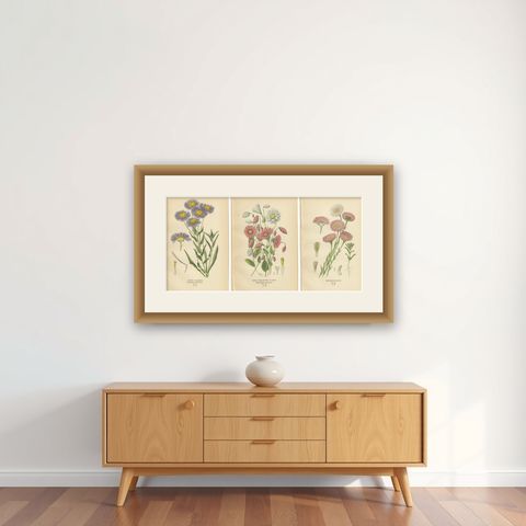 Antique Botanical Prints: Showy Fleabane, Rosy Everlasting & Acroclinium Roseum, shown framed on a wall