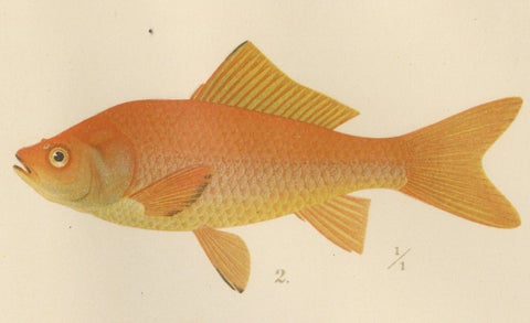 Carp, Goldfish, and Loaches - Vibrant Freshwater Fish of Scandinavia, 1895, close-up 1