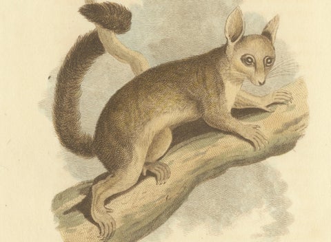 Antique Print with Hand Coloring of a Phalanger Species, close-up 3