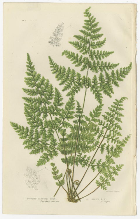 Brittle Bladder Fern Triptych, Hand-Colored Engravings, 1873, 3 Prints, view 4