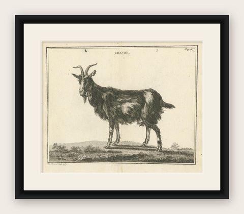 Antique Print of a Goat by Fessard, 1819, shown framed