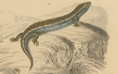 Lizard Print of Ocellated Skink and European Glass Lizard, c.1850, Orbigny, close-up 3