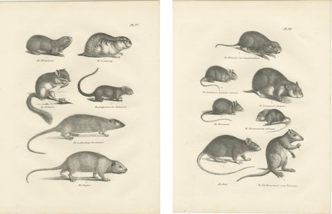 19th-Century Engravings of Rodents and Small Mammals by Dutch Naturalists, view 4