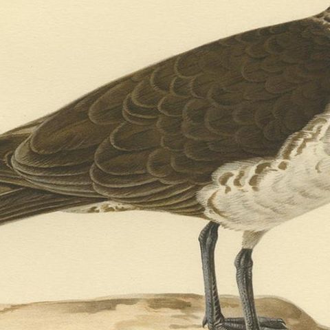 Antique Bird Print of the Pomarine jaeger by Von Wright, 1929, close-up 2