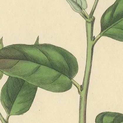 Antique Botanical Print of Cascarilla Tree, Handcolored, 1831, close-up 1