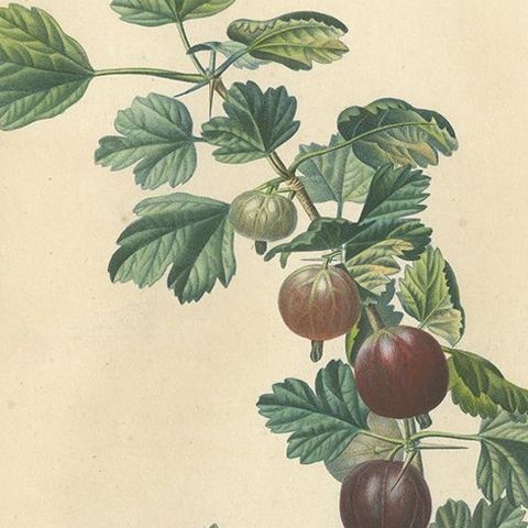 Antique Print of Gooseberry by Du Monceau, circa 1820, close-up 2