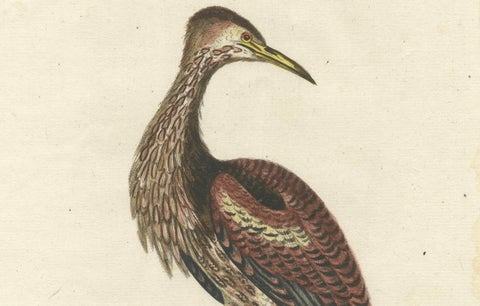 Hand-Colored Engraving of the Hudson Bay Heron by Johann Michael Seligmann, 1770, close-up 3