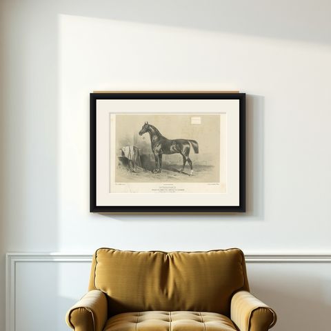 Antique Lithograph of the Horse 'Introuvable', shown framed on a wall