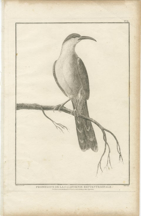 California Birds, Northern California Honeyeater & Port Français Thrush, c.1798, view 2