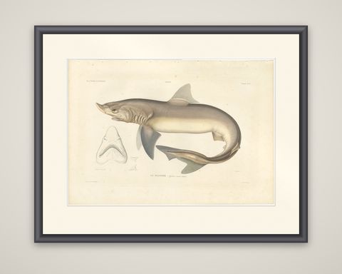 Antique Shark Illustration, Tope Shark from Iceland-Greenland Voyage, 1845, shown framed