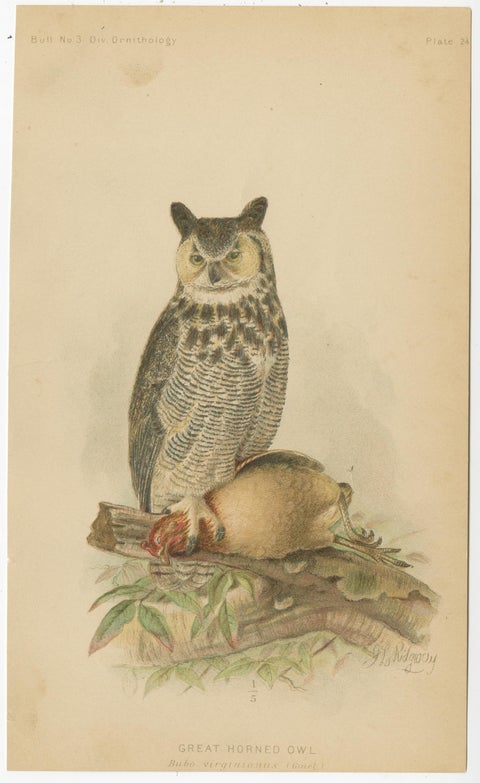 Set of 3 Antique Owl Prints: Dwarf Screech, Burrowing and Great Horned Owl, 1893, view 4
