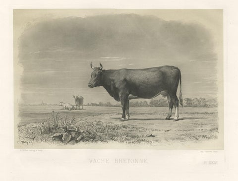 Antique Print of a Breton Cow, a French Cattle Breed from Brittany, 1862, close-up 1