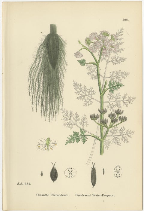 Antique English Botanical Prints, Water-Dropwort Studies for Elegant Interiors, view 9