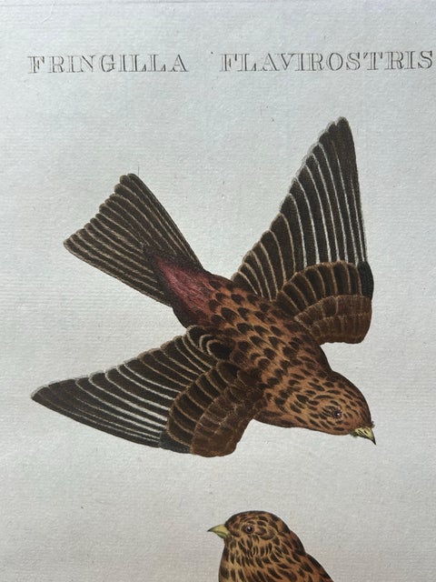 Twite, Fringilla Flavirostris, Antique Hand-Coloured Bird Print, 1809, view 4